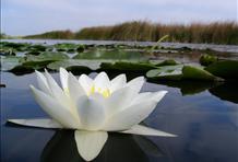Fishing in the Danube Delta